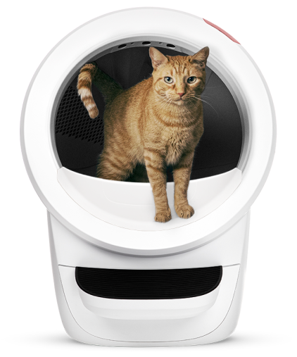 An image of an orange cat standing inside a white Litter-Robot 4.